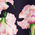 Midnight Blossom Midnight Blossom