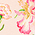 Rosa Blüte Rosa Blüte